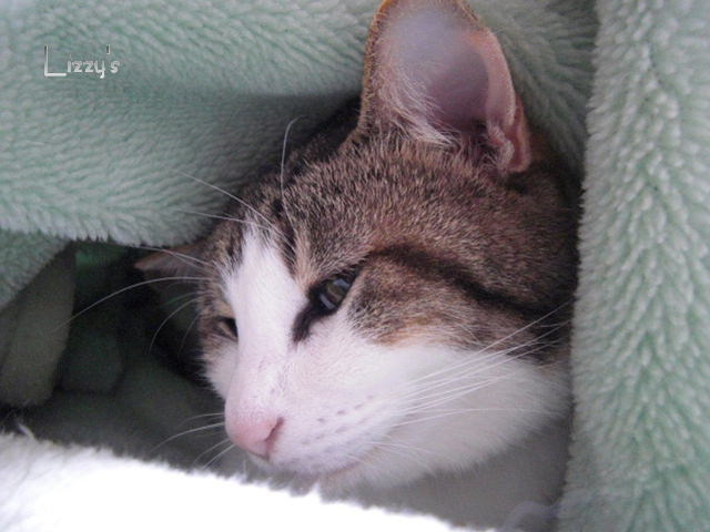 モモ