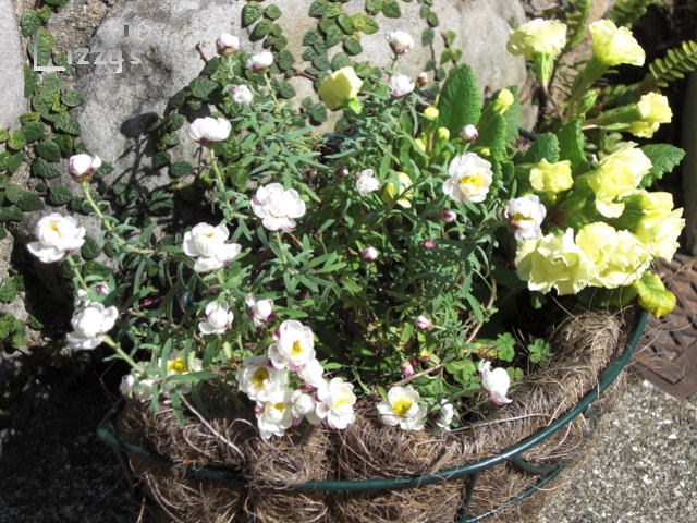 もうひとつの寄せ植え・・・