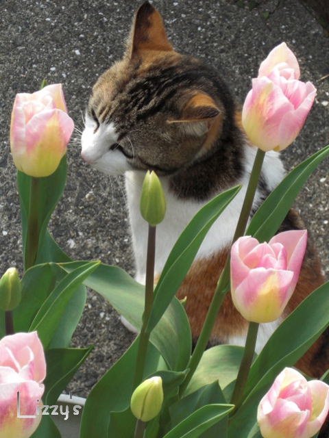 モモと・・・