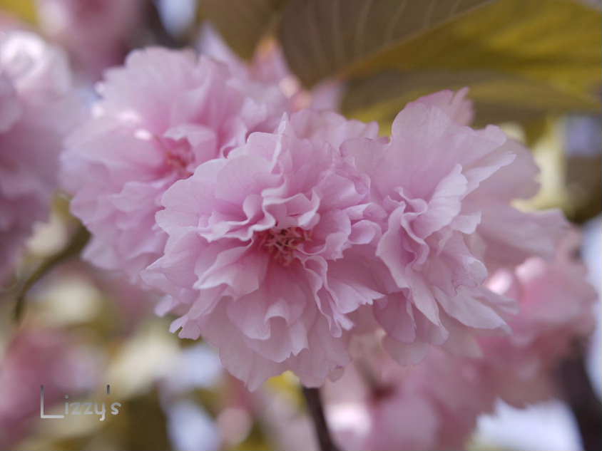 八重桜