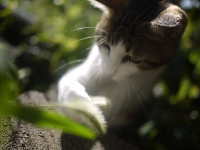 じゃれて