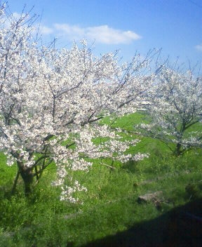 sakura