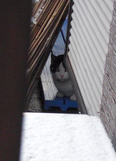 ナナ