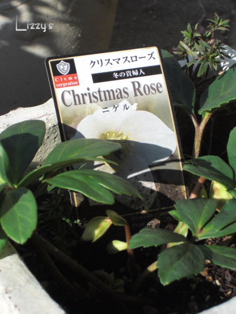 今頃？