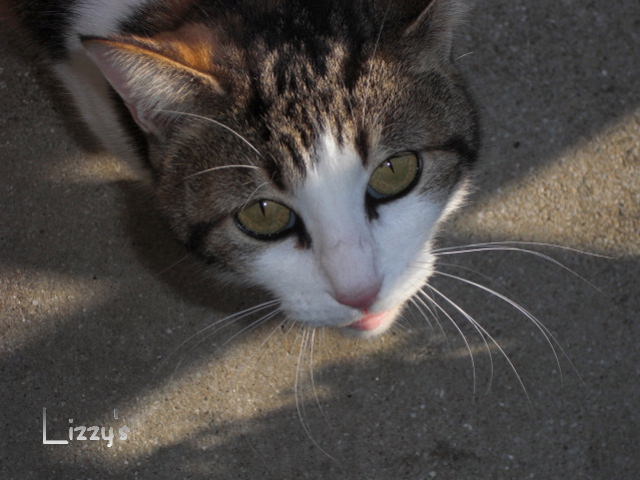 ももすけ。。。