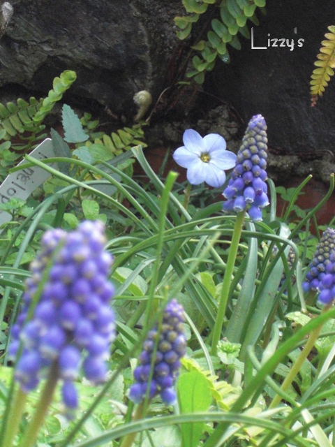 花壇右