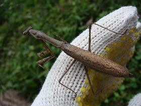 コカマキリ