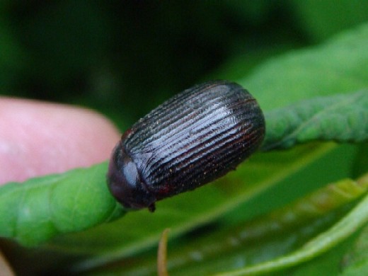 2ページ目の コガネムシ 私の昆虫写真集 楽天ブログ