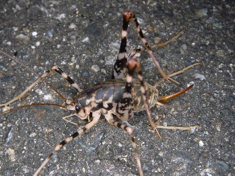 マダラカマドウマ 私の昆虫写真集 楽天ブログ