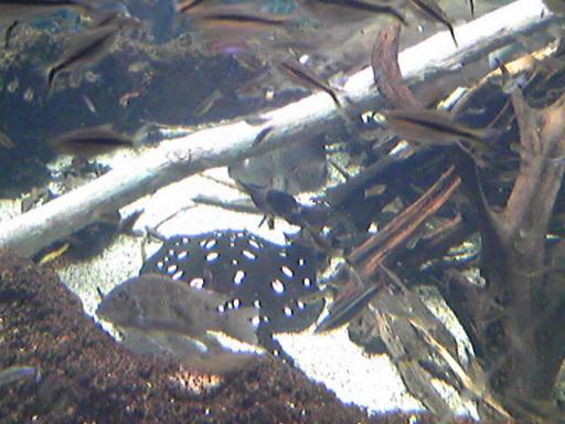 Image917.jpg