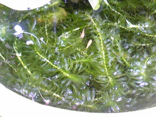 Image939.jpg