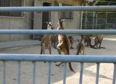 カンガルー１.jpg