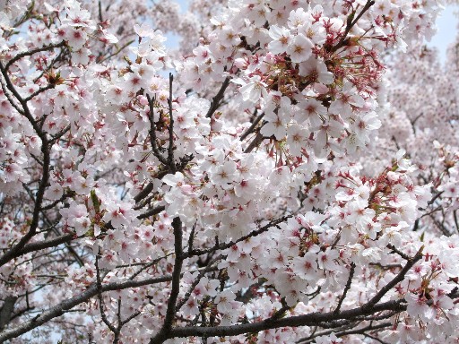 川上峡の桜２
