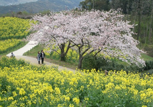 桜と菜の花