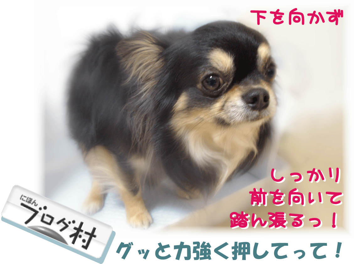 にほんブログ村 犬ブログ チワワへ