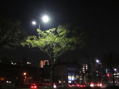 sakura03.jpg
