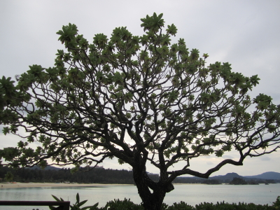 sanpo01.jpg