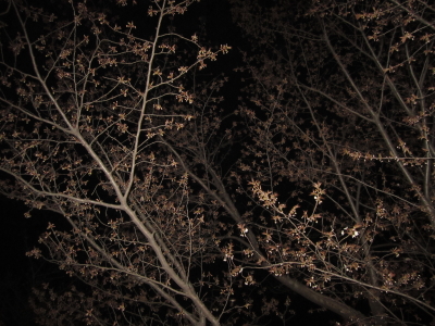 sakura01.jpg