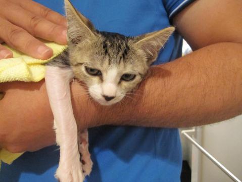 ヒューイ