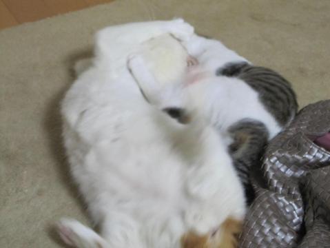 結局・・・