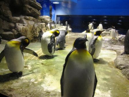 ペンギン