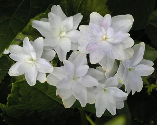 白い花１