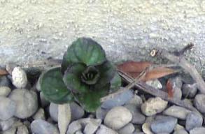 スペアミントの芽