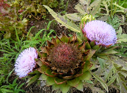 アーティチョーク