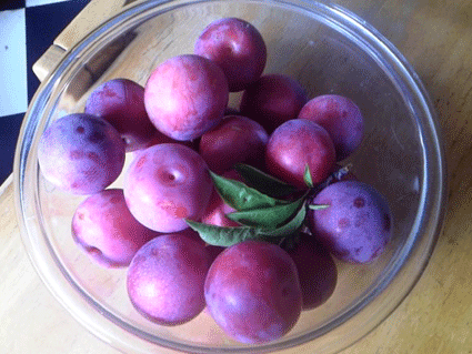 プラム収穫
