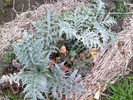 アーティチョーク