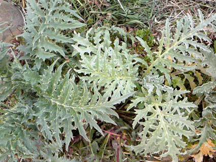 アーティチョーク