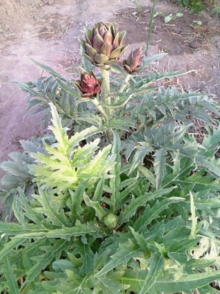 アーティチョーク