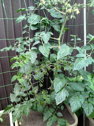 フルーツトマト