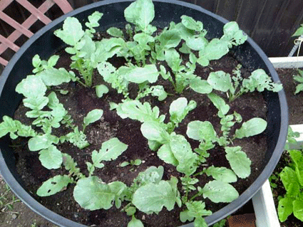 時無しダイコン