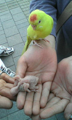 インコおじさん2