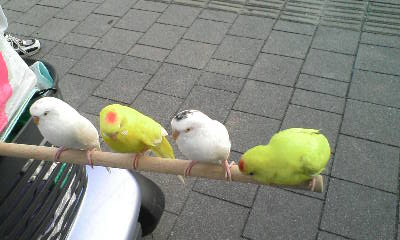 インコおじさん3