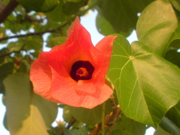 2008-07-11 ユウナの花