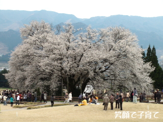 一心行の桜