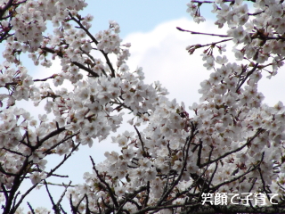 高森千本桜