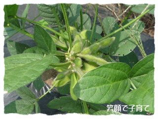 阿蘇野菜収穫