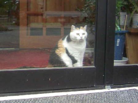 三毛猫ぽめ店長