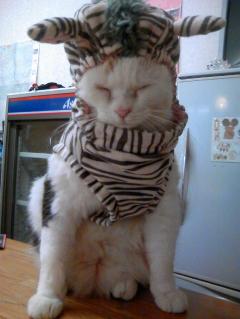 三毛猫ぽめ店長