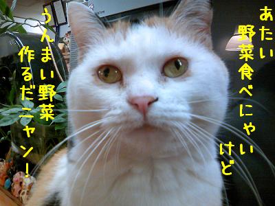 三毛猫ぽめ店長