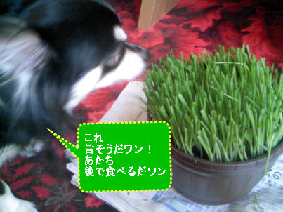 ぷーちゃんとネコ草