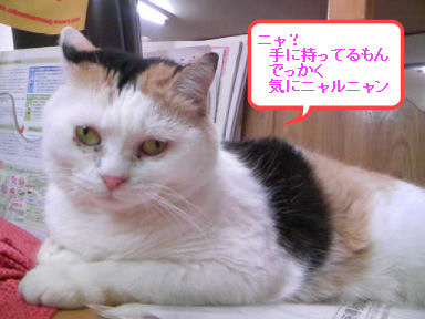 三毛猫ぽめ店長