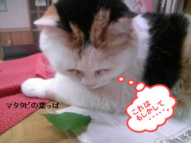 三毛猫ぽめ店長