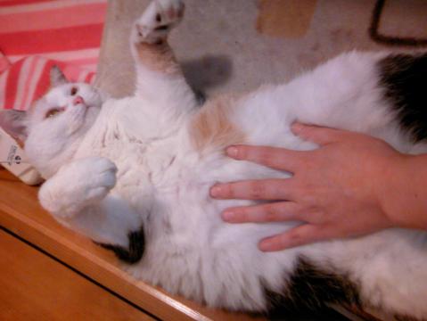 三毛猫ぽめ店長