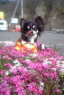 芝桜も満開♪