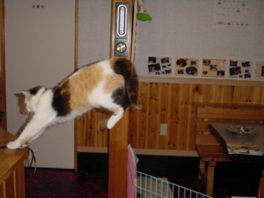 三毛猫ぽめ店長