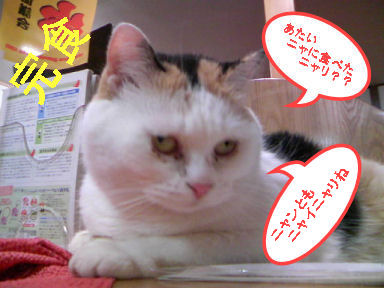 三毛猫ぽめ店長
